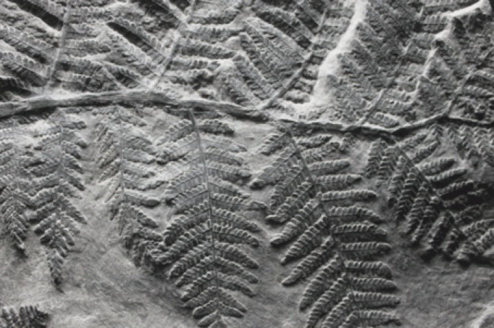 Fossielen zoeken op de steenberg met IVN Kerkrade