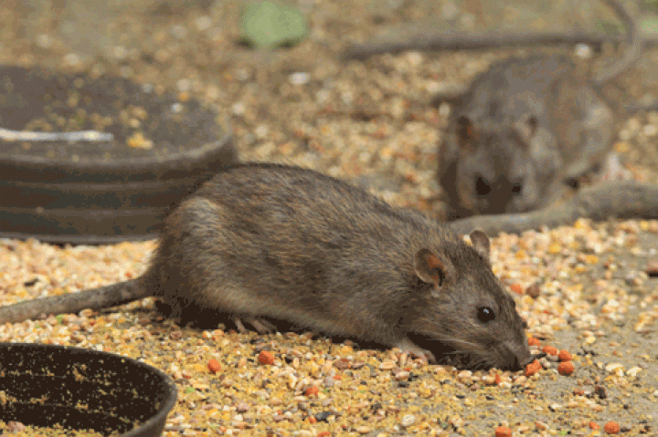 Muizen, ratten en andere knaagdieren voor het voetlicht