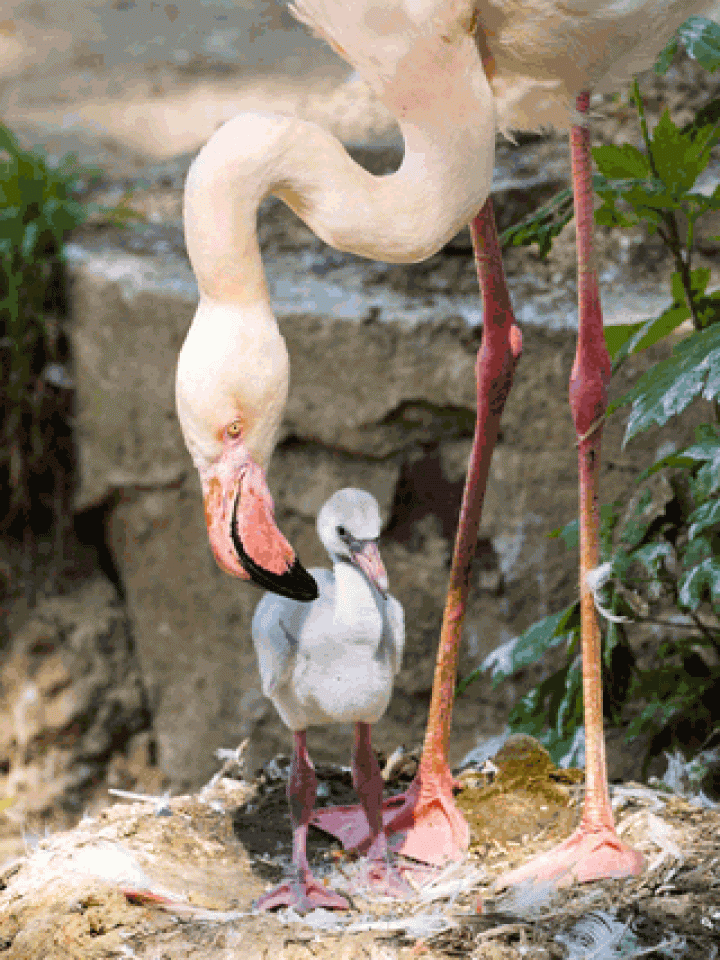 Flamingokuikens geboren in GaiaZOO