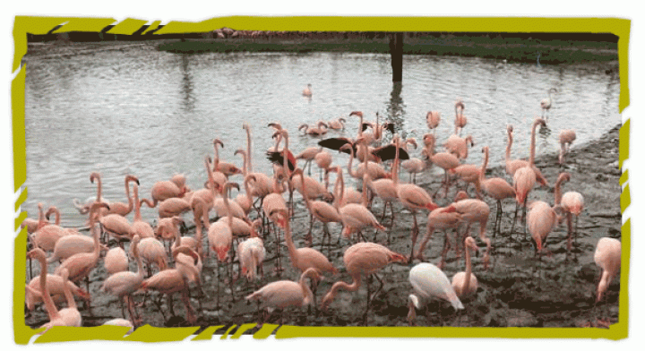 Flamingo | Volière weer volledig hersteld na beschadiging: vogels naar buiten