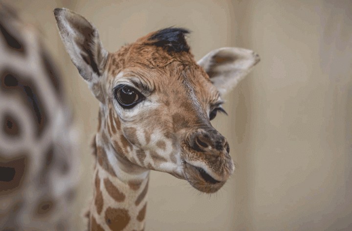 Giraffe geboren in GaiaZOO