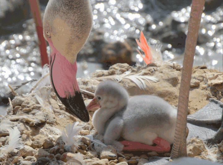 Wereldrecord flamingokuikens kruipen uit ei in GaiaZOO
